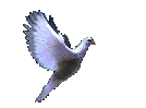 A dove
